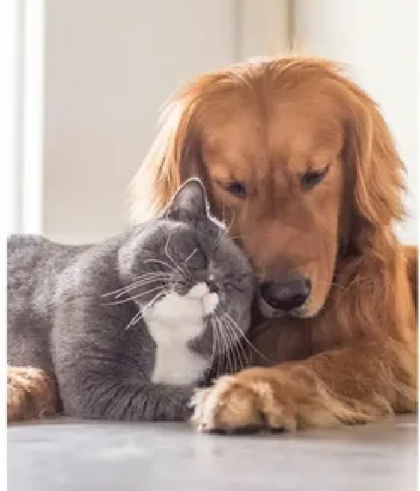 Golden retriever and gray cat cuddling together, symbolizing companionship and care in pet services.